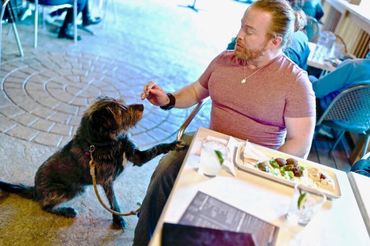 More dogs could show up in outdoor dining spaces News, Sports, Jobs